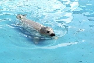 spotted seal baby.jpg